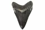 Serrated, Juvenile Megalodon Tooth - Georgia #90822-1